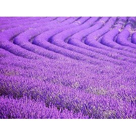 True English Lavender Vera Nice Garden Flower by Seed Kingdom Bulk 5,000 Seeds
