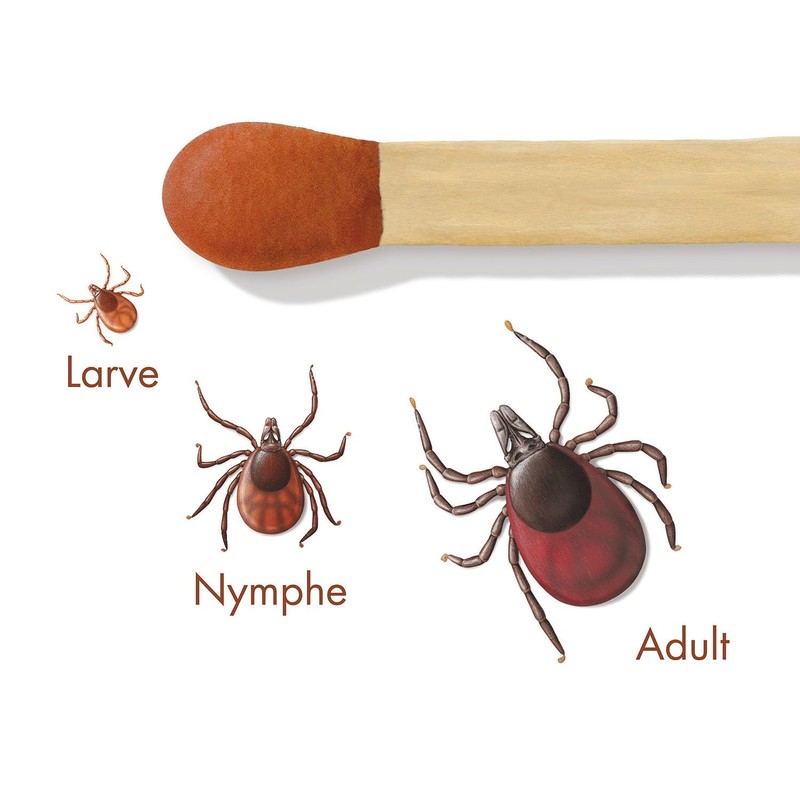 bugbitefamily BF01100000 Tick Off Tick Removal, White