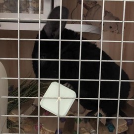 Rat Lava Block Chew Toy,Chinchilla Bites Calcium Cubes Stone for Grinding Teeth,Hamsters Supplies,Mineral Pumice Chewing Toys for Small Animal Gerbil Guinea Pig Mice Mouse 8Pcs Blue