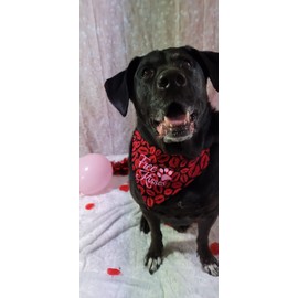 Free Kisses Over the Collar Dog Bandana That Slips onto Their Existing Collar Size (X-Small)
