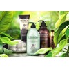 바론 모링가 헤어 트리트먼트, 1kg, 1개 Baron Moringa Hair Treatment,