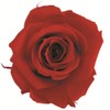 FlowerEver FL00072-005 Preserved Flower, Short Stem Rose, Cherry Red, Approx.