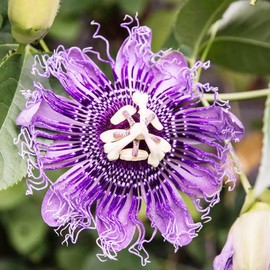 YEGAOL Garden 10Pcs Passiflora Incarnata Seeds Maypops Wild Passion Flower Non-GMO Perennial Evergreen Fragrant Attract Pollinators Flower Seeds Home Garden Backyard Plant