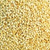 Sunshine Seeds White Quinoa/ Chenopodium Quinoa Seeds (300) / FLORIDA