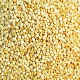 Sunshine Seeds White Quinoa/ Chenopodium Quinoa Seeds (300) / FLORIDA GROWN / ORGANIC