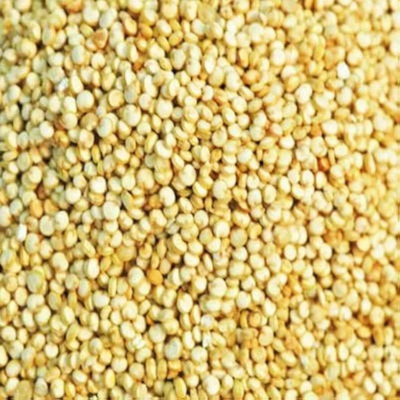 Sunshine Seeds White Quinoa/ Chenopodium Quinoa Seeds (300) / FLORIDA
