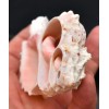 One (1) Center Cut Pink Murex (3-4") Shells Seashells Beach