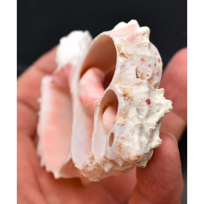 One (1) Center Cut Pink Murex (3-4") Shells Seashells Beach