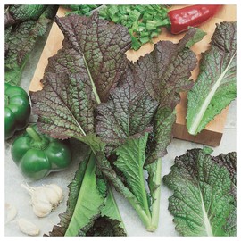 Everwilde Farms - 1/4 Lb Red Giant Mustard Seeds - Gold Vault