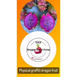 Oax Dragon Fruit Farm Physical Graffiti Dragon Fruit Cuttings