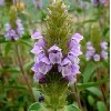 Hazzard's Seeds Self Heal Prunella vulgaris   1,000 seeds
