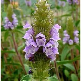 Hazzard's Seeds Self Heal Prunella vulgaris   1,000 seeds