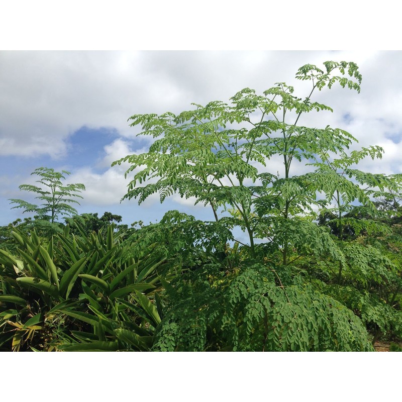 モリンガのチカラ タブレット 250粒（25g）×2袋 Free Our Soul 朝摘みモリンガ使用 沖縄県産モリンガ葉を100%！ノンカフェイン・無香料・無着色