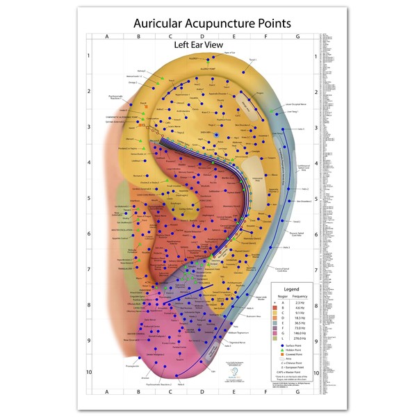 Comprehensive Auriculotherapy Wall Chart - 2025 Edition | 240+ Points,