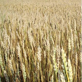 Palm Beach Medicinal Herbs - Red Fife Wheat - Packet of 20 Seeds