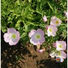 Evening Primrose Pink Ladies Flower Seeds Speciosa (1000)