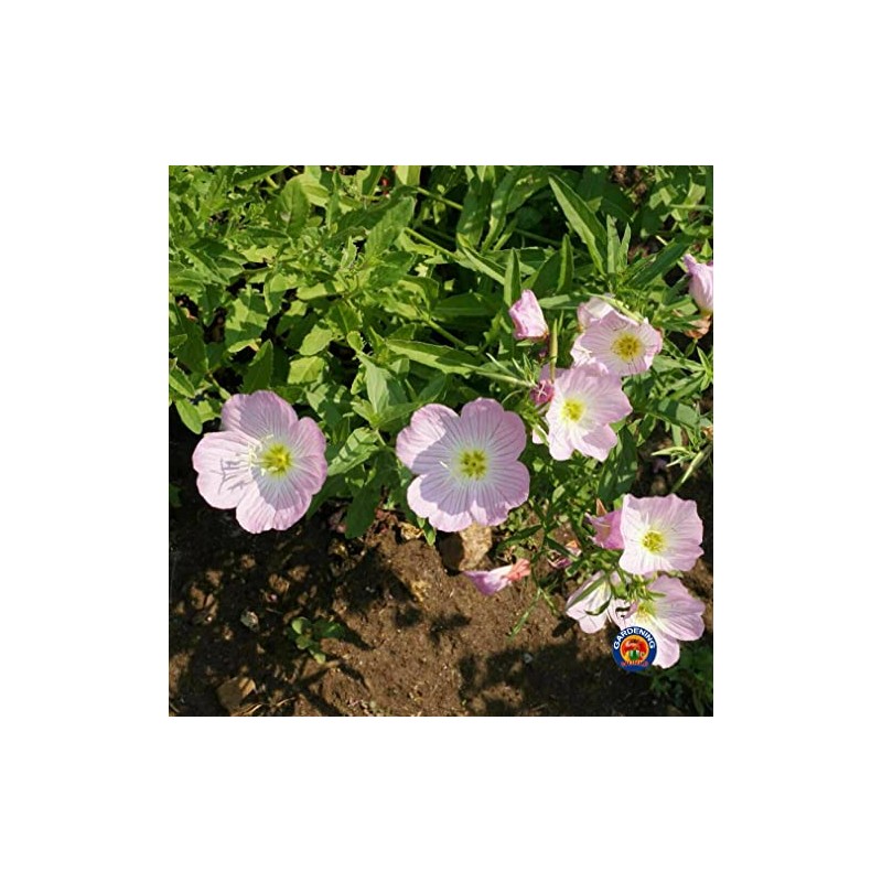 Evening Primrose Pink Ladies Flower Seeds Speciosa (1000)