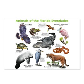 CafePress Animals Of The Florida Everglades Postcards (Packa Postcards (Package of 8), 6"x4" Printed Note Card