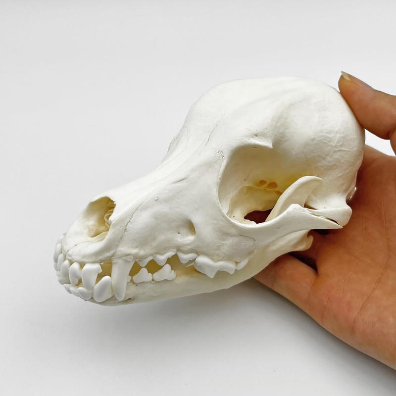 Taxidermy Real Animals Skull Decor - Model Animals Bones Specimen,Taxidermy