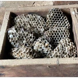 Decor Wasps Nest Organic Natural Oddity Decor Nature