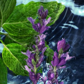 Davidoff Cool Water Men's Deodorant Stick – With Notes of Coriander, Mint, Lavender & Amber – 2.5 fl oz.