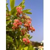 Home-Growth Canary Islands Strawberry Tree, Arbutus Canariensis - 8 Seeds