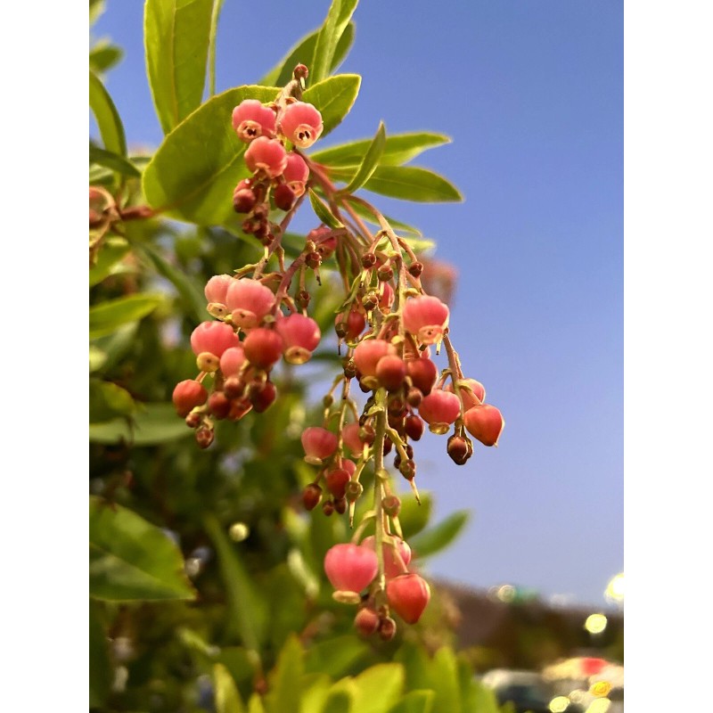 Home-Growth Canary Islands Strawberry Tree, Arbutus Canariensis - 8 Seeds