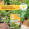 Solabiol Basic Material Sodium Hydrogen Carbonate, Natural Defence Against Fungal