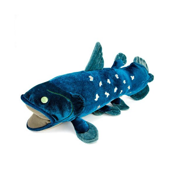Carolata Cilacans Plush Toy, Size M, Tested 2 Degrees, Length 14.2 x Width 8.3 x Height 6.1 inches (36 x 21 x 15.5 cm), Ancient Fish, Toy, Gift, Realistic, Birthday, Boys, Girls