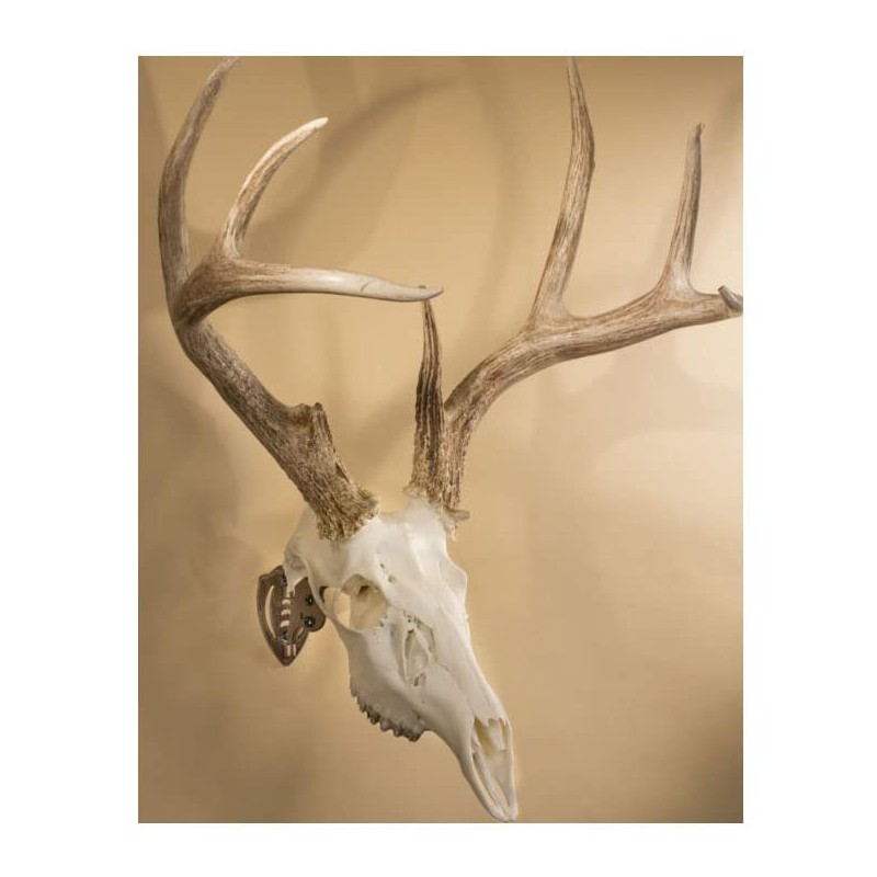 Skull Hooker Mini Gancho de Calavera – Kit Perfecto para