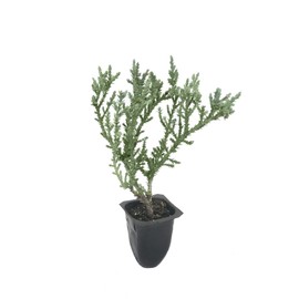 Juniper Angelica Blue - 20 Live Plants - Juniperus Chinensis - Drought Tolerant Cold Hardy Evergreen