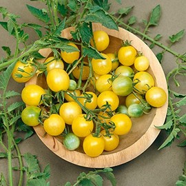 Firefly F1 Hybrid AAS Tomato Seeds - 4 Oz ~27200 Seeds - Non-GMO, F1 Hybrid - Vegetable Garden - Lycopersicon esculentum