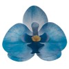 dekora – Fiori commestibili per torte – 10 orchidee in