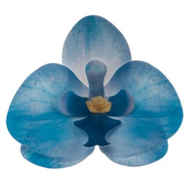 dekora – Fiori commestibili per torte – 10 orchidee in cialda blu 8.5 x 7.5 cm, Senza zucchero, glutine e lattosio, Decorazioni per cupcake, Torta di compleanno, matrimonio e battesimo