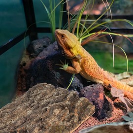 Angoily Cork Bark for Reptiles, Natural Bark for Bearded Lizard Geckos Tortoise, Reptile Bearded Hides Terrarium Decor Snake Tank Accessories