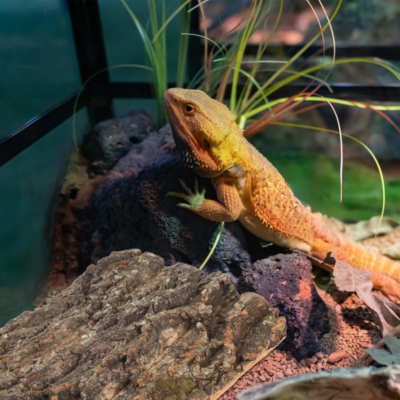 Angoily Cork Bark for Reptiles, Natural Bark for Bearded Lizard