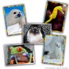 Panini Animals 2025 Box of 36 Sleeves, 004904BOX36F