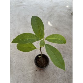 Avocado Tree Live Plant 15” Ready To Plant