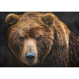 Ulmer Puzzleschmiede - Animal Portrait Puzzle "Grizzly" - Classic 1000 Piece Bear Puzzle - Puzzle Motif with Bear in Close Up, A Modern Photographed Animal Portrait of the Mighty Brown Bear