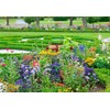 Breoudo 10000+ Mix Wildflower Seeds Bulk Package 34 Varieties Perennial