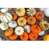 Sunshine Master Mini Mix Pumpkin Seeds Blend Tiger/White/Ja - 15