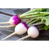 Thunder Acres Purple & White Turnip Seeds (1, Pounds)