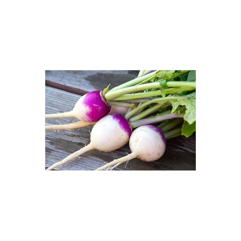 Thunder Acres Purple & White Turnip Seeds (1, Pounds)