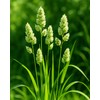 Seeds Cat Orchard Grass (Dactylis glomerata) Non GMO Heirloom 100