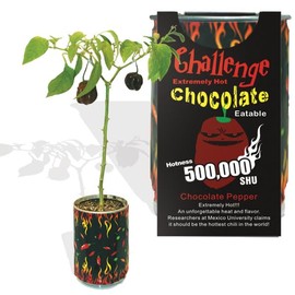 Very Hot Chocolate Habanero Pepper Growing Kit by Magic Plant - All Inclusive Kit | Grow Your Own Peppers | 1 M – 1.5 M SHUs | Great for Indoor/Outdoor | Gift (2 Kits)