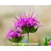 Fresh Bee Balm, Wild Bergamot - Mintleaf (Monarda Fistulosa) -