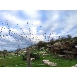 Guano-Gro Organics Bat Guano 5 lbs. (9-3-1) Mexican Free-tail