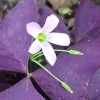 dynamitedeals35 Oxalis Triangularis "MYKE" Wood Sorrel (Purple Shamrock)-Bulb - 1