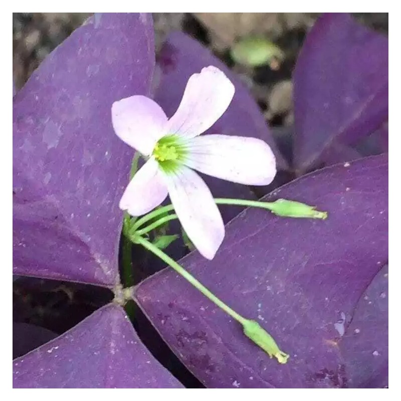 dynamitedeals35 Oxalis Triangularis "MYKE" Wood Sorrel (Purple Shamrock)-Bulb - 1