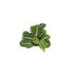 Maranta Green Prayer Plant “Lemon Lime” - 6” from California
